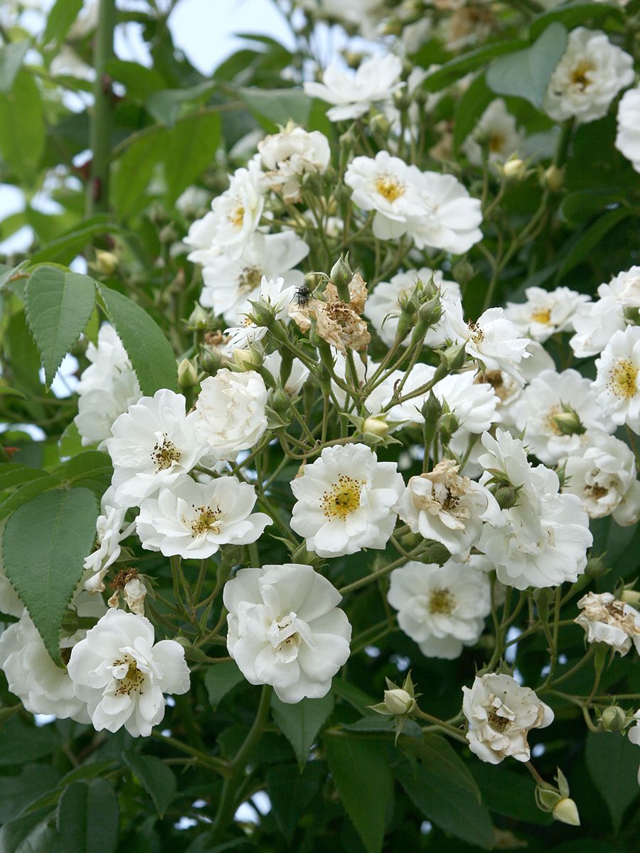 Seagull (R) Kletterrose (Rambler, anspruchslos, leichter Duft)