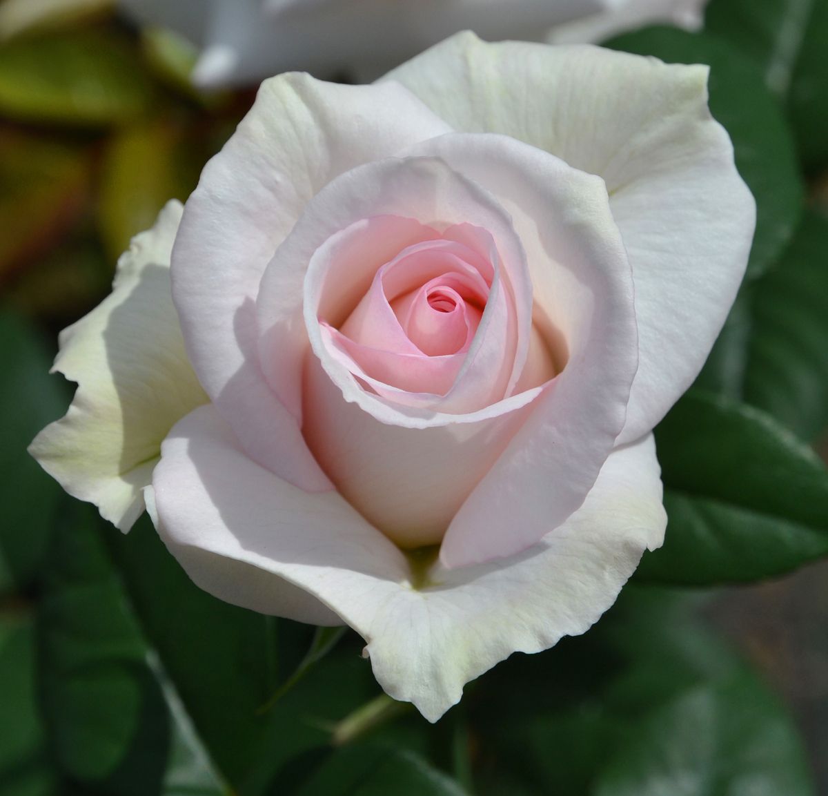 A perfect Day® Edelrose