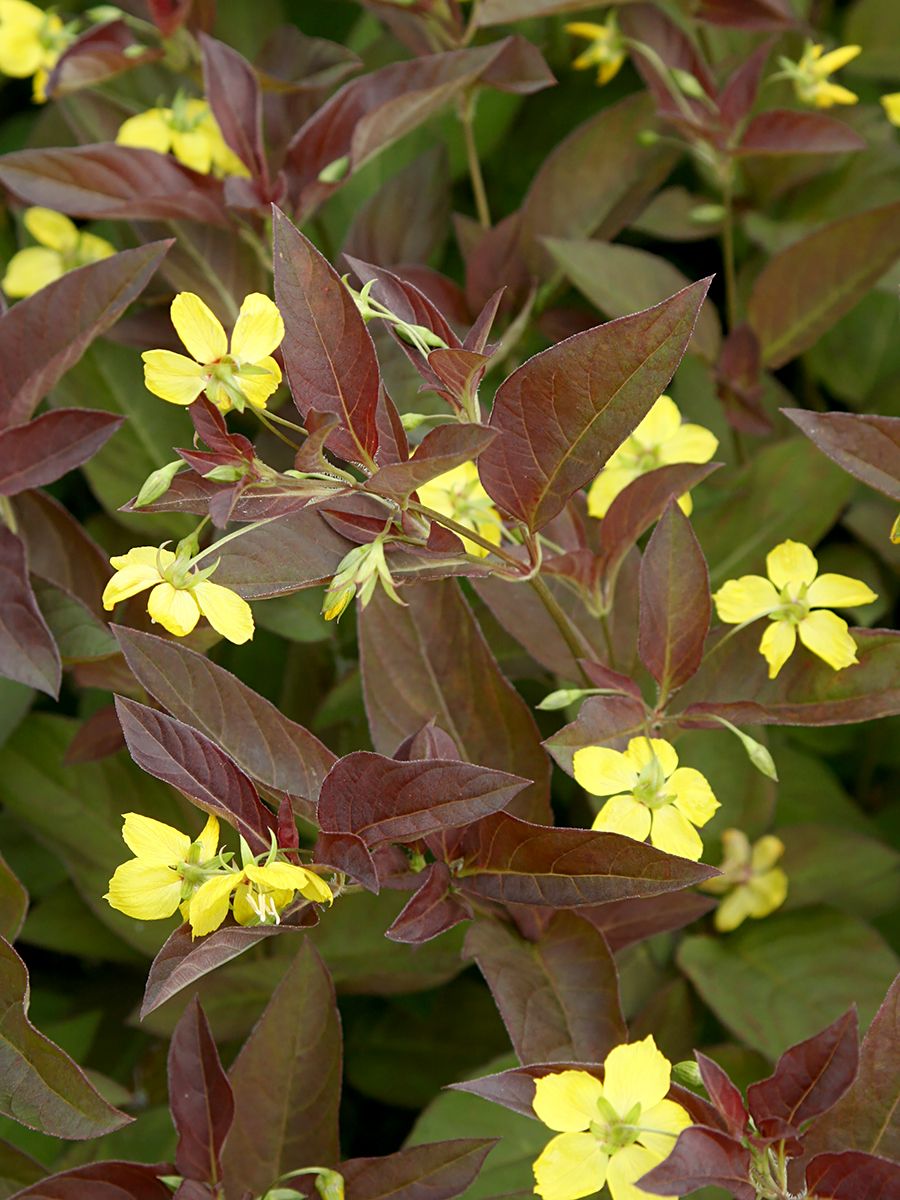 Bronzefelberich Firecracker