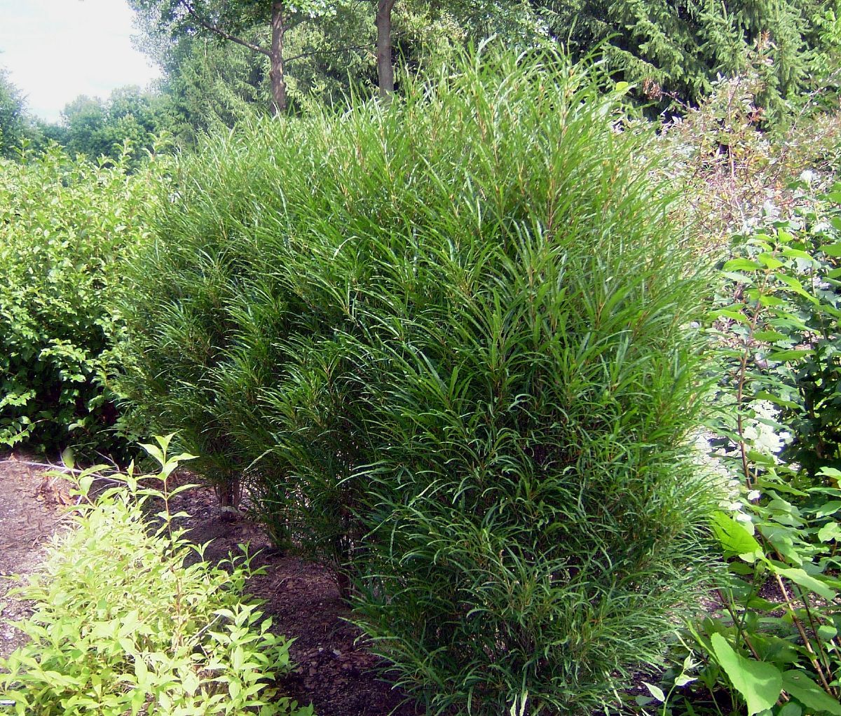 Farnblättriger Säulenfaulbaum Fine Line® Farnblättriger Säulenfaulbaum Fine Line®