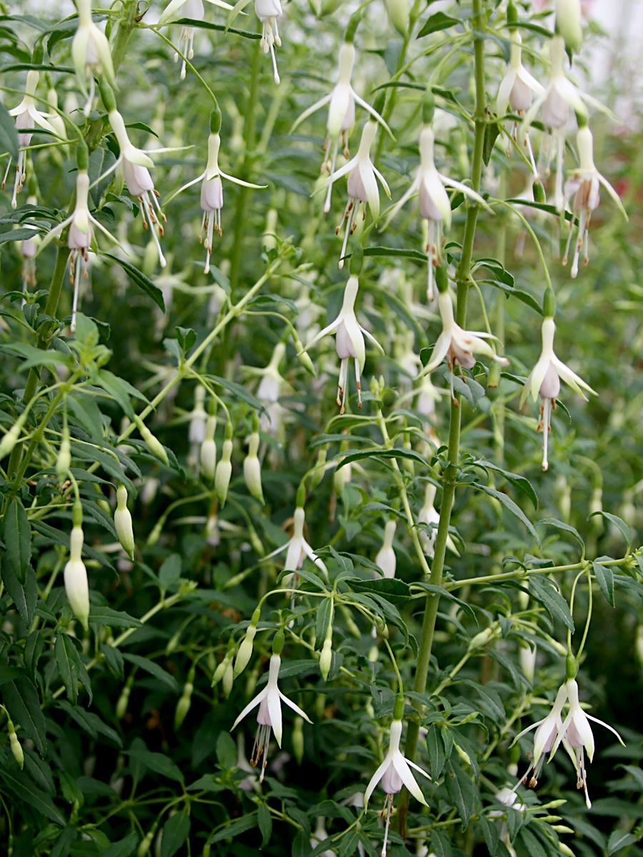 Freiland-Fuchsie Molinae