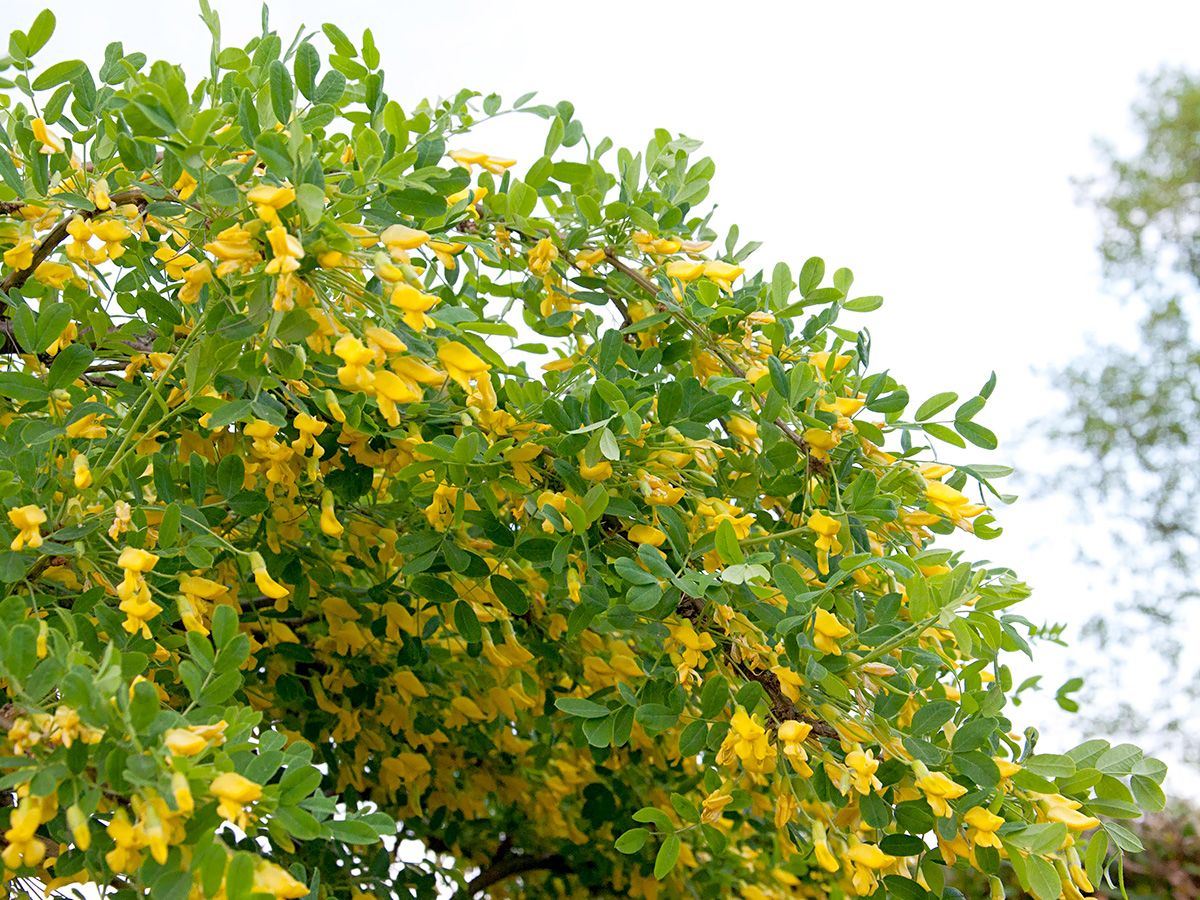 Hängeerbsenstrauch Pendula