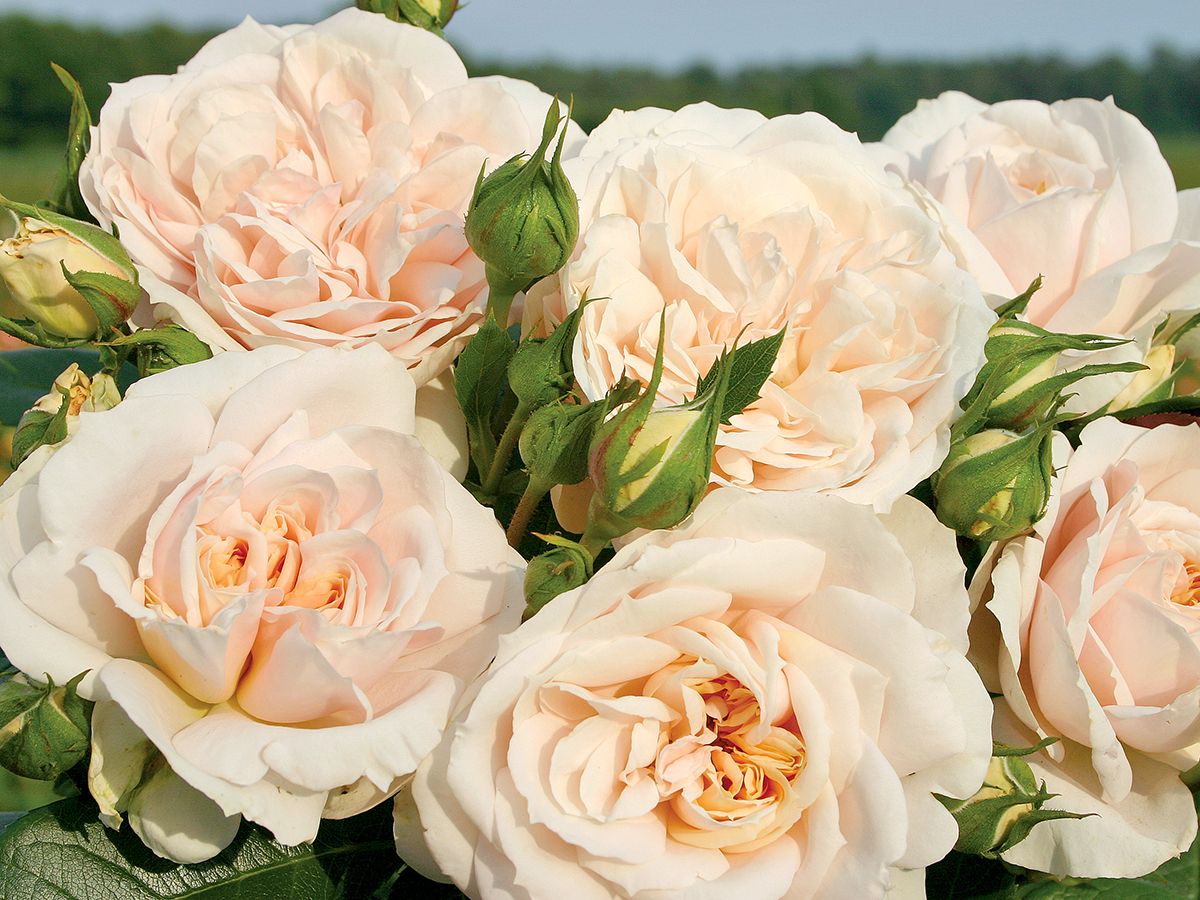 Lions-Rose® ADR 2002 Beetrose (Floribundarose, anspruchslos, leichter Duft) Lions-Rose® ADR 2002 Beetrose (Floribundarose, anspruchslos, leichter Duft)