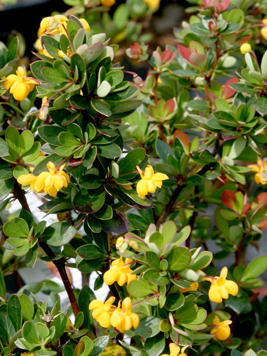 Buchsblättrige Berberitze Nana Buchsblättrige Berberitze Nana