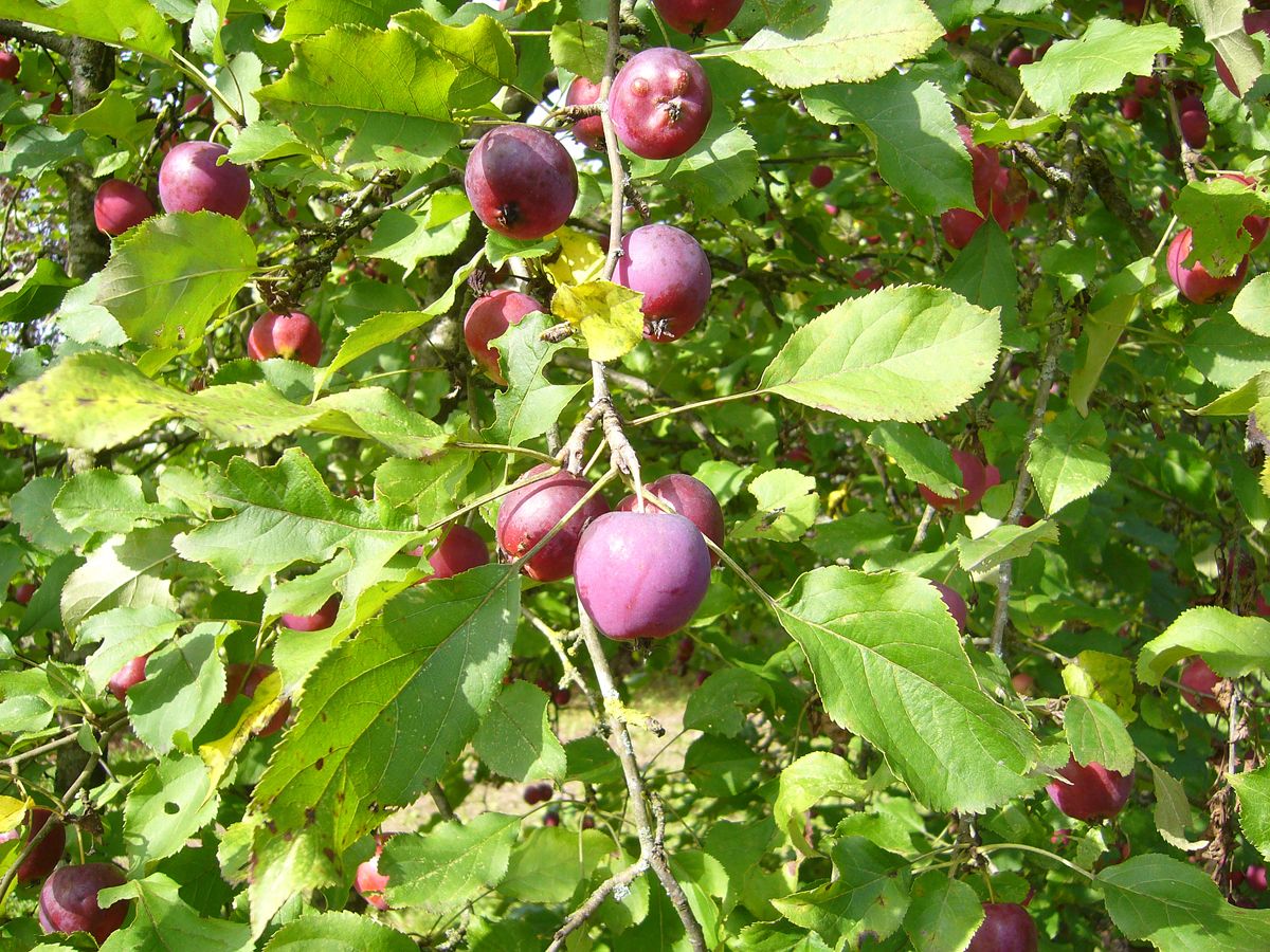 Zierapfel John Downie Zierapfel John Downie