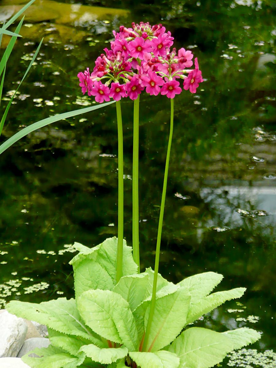 Japanische Etagenprimel Millers Crimson