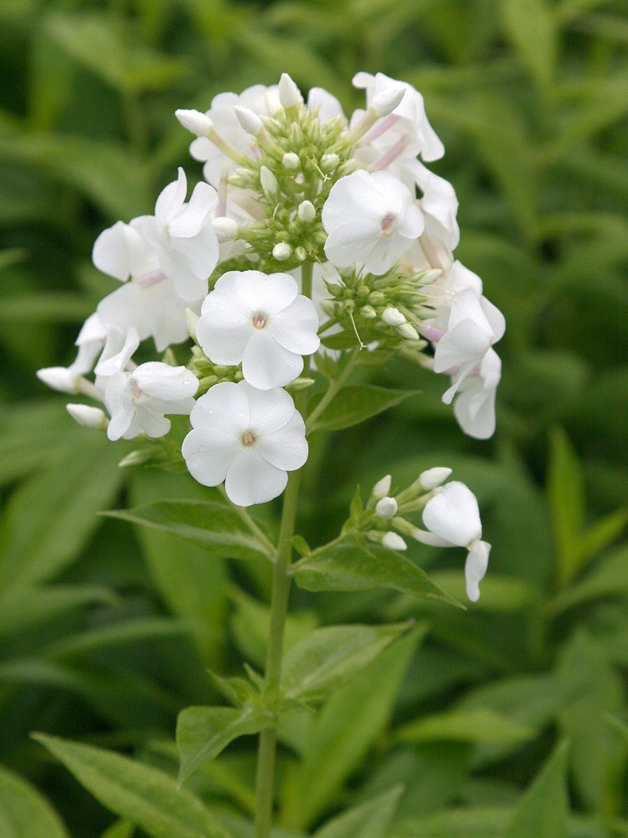 Hoher Staudenphlox Rembrandt