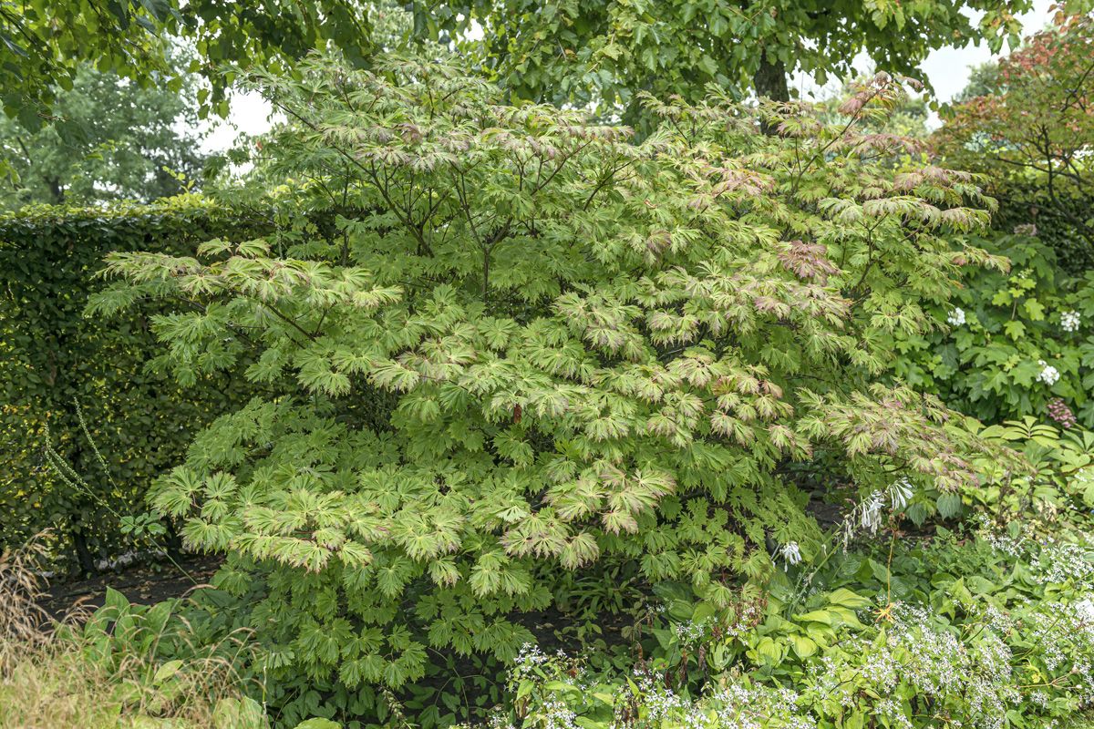 Japanischer Ahorn Aconitifolium
