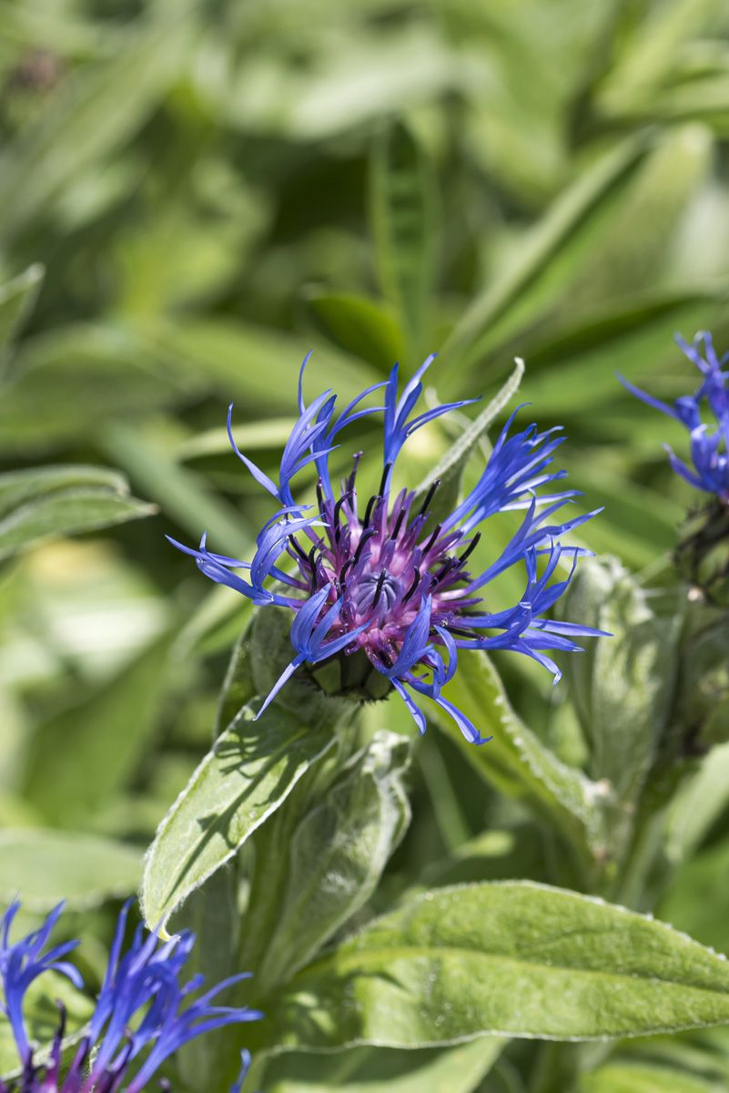 Bergflockenblume