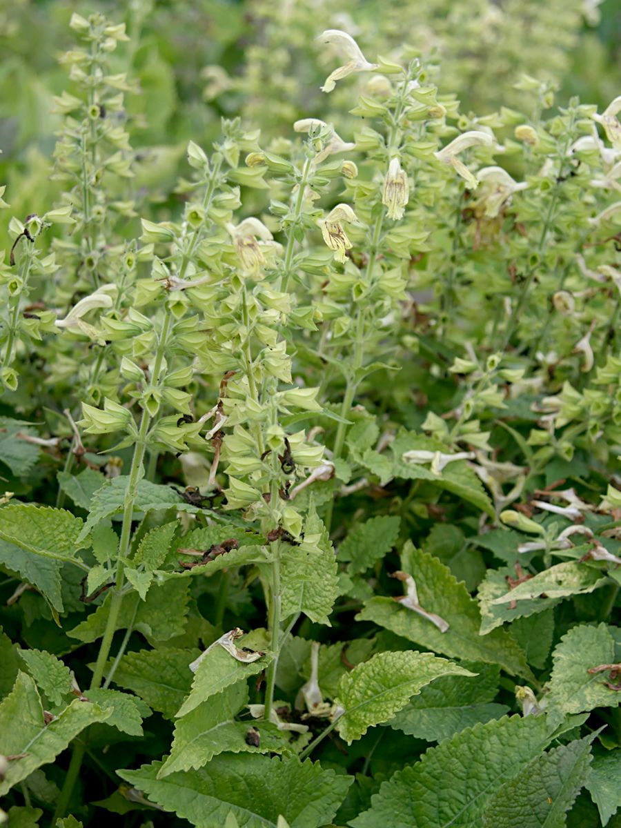 Klebriger Salbei
