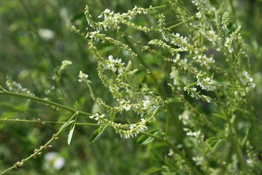 Weisser Honigklee Weisser Honigklee