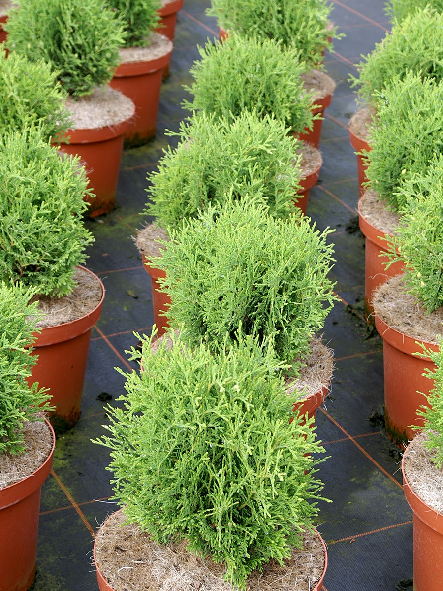 Lebensbaum, Thuja Tiny Tim