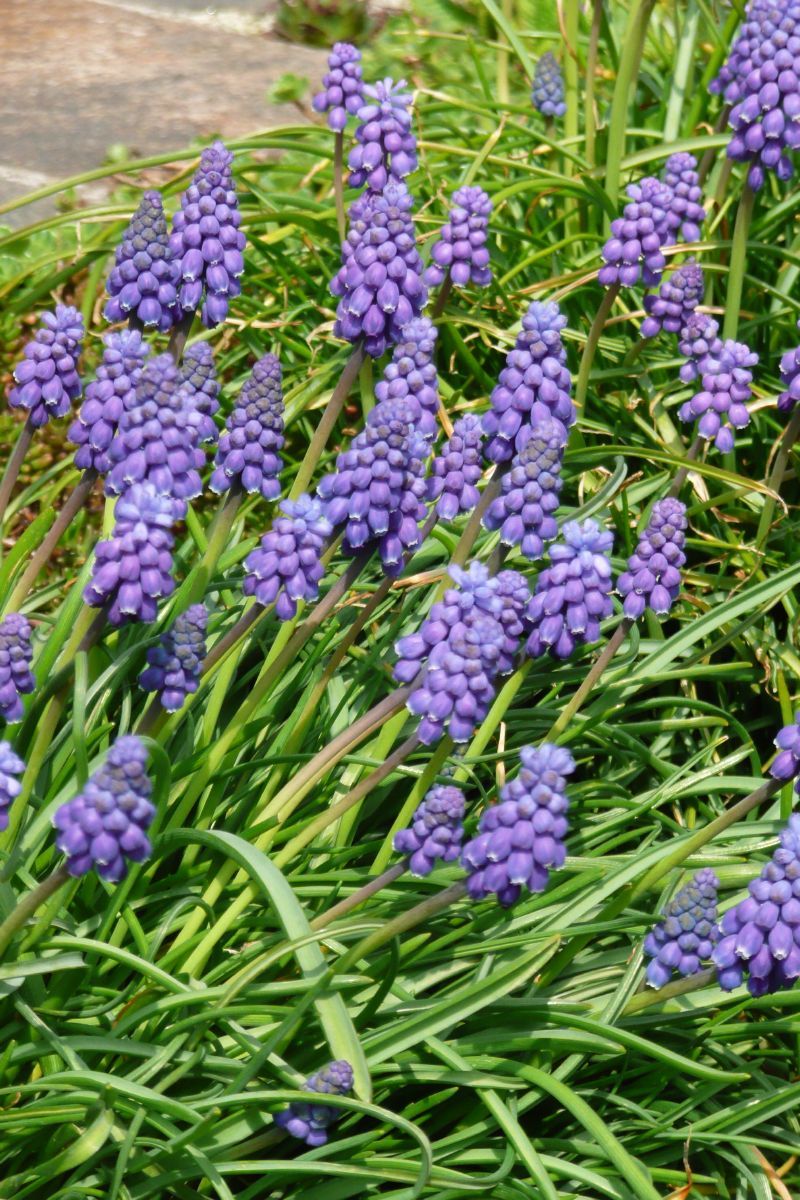 Armenische Traubenhyazinthe