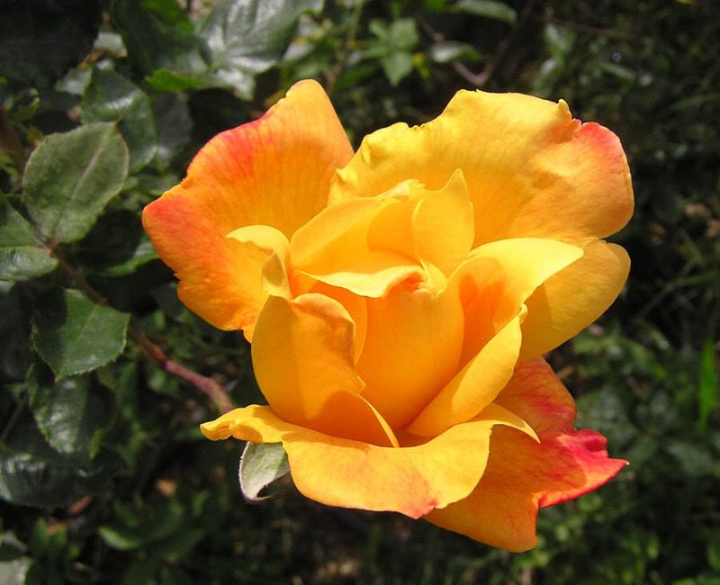 Sutter's Gold Edelrose (Teehybride, starker Duft)