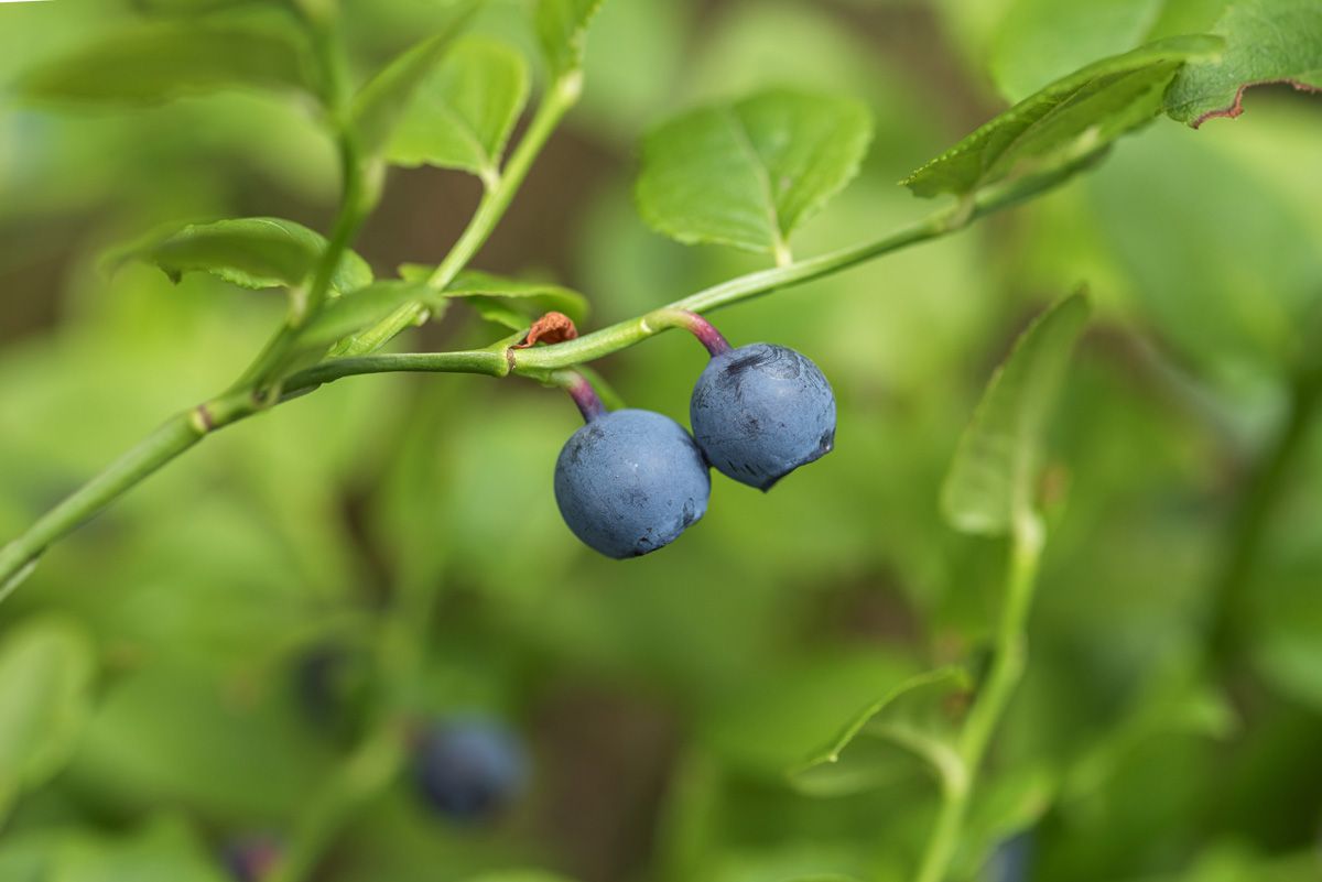 Waldheidelbeere Waldheidelbeere