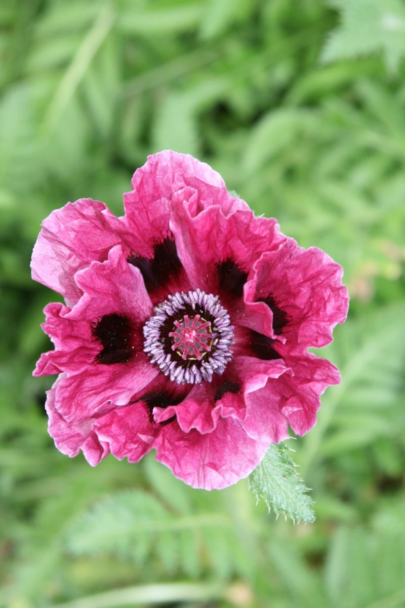 Türkenmohn Patty's Plum