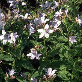 Riesendoldenglockenblume Prichard's Variety