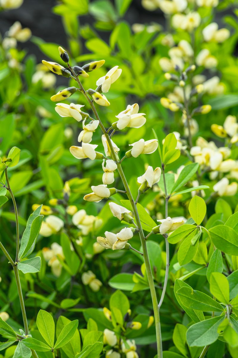 Indigolupine Decad Vanilla Cream®