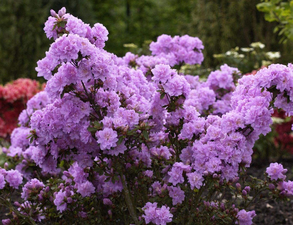 Japanische Azalee Elsie Lee, Rhododendron japonicum Elsie Lee ...