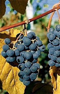 Buffalo Edelrebe Tessinertraube Buffalo Edelrebe Tessinertraube