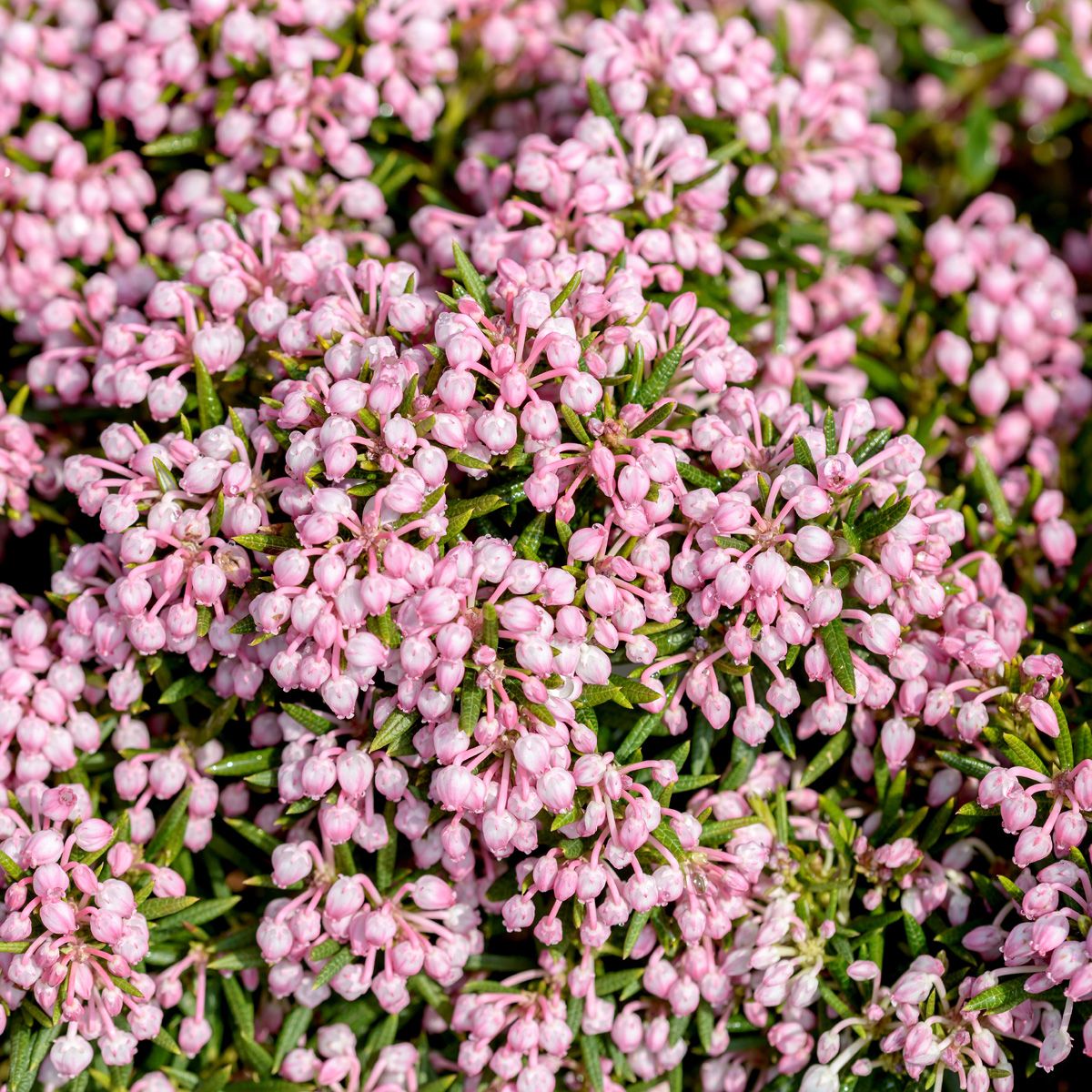 Rosmarinheide Nikko