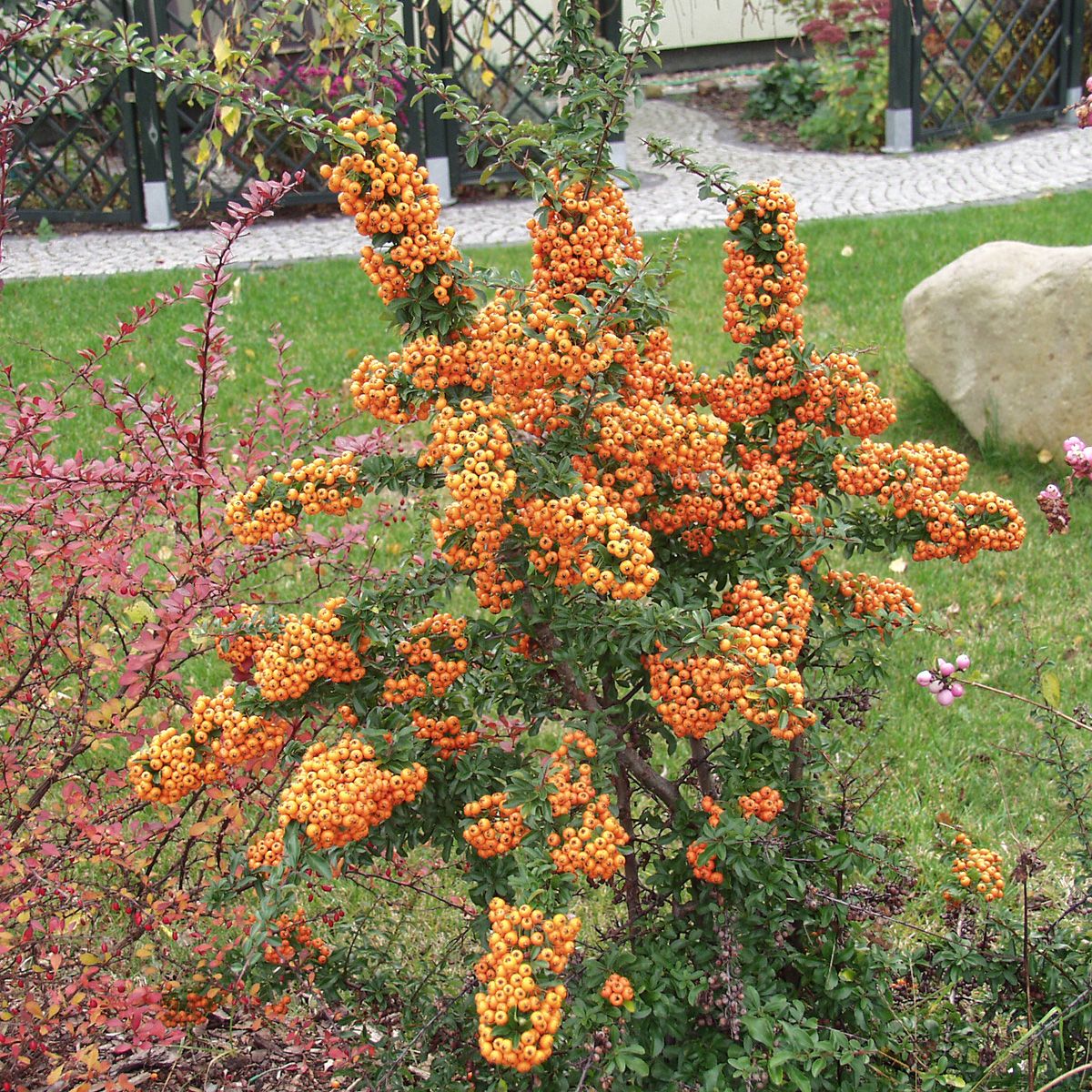 Feuerdorn Saphyr Orange®