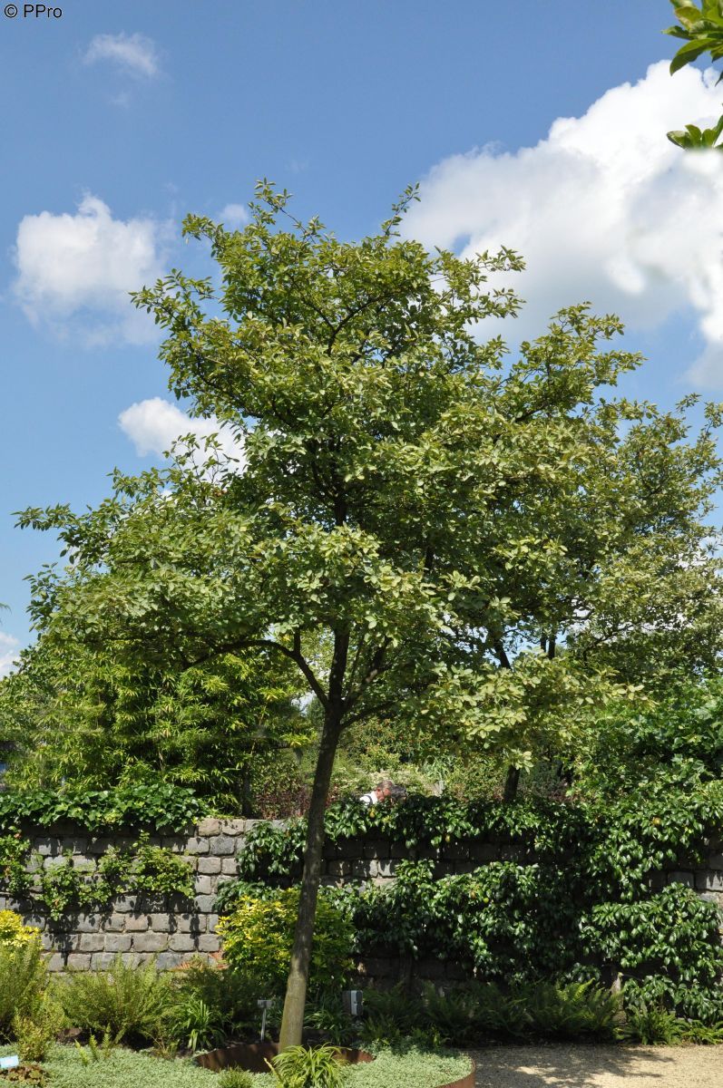 Felsenbirne Robin Hill
