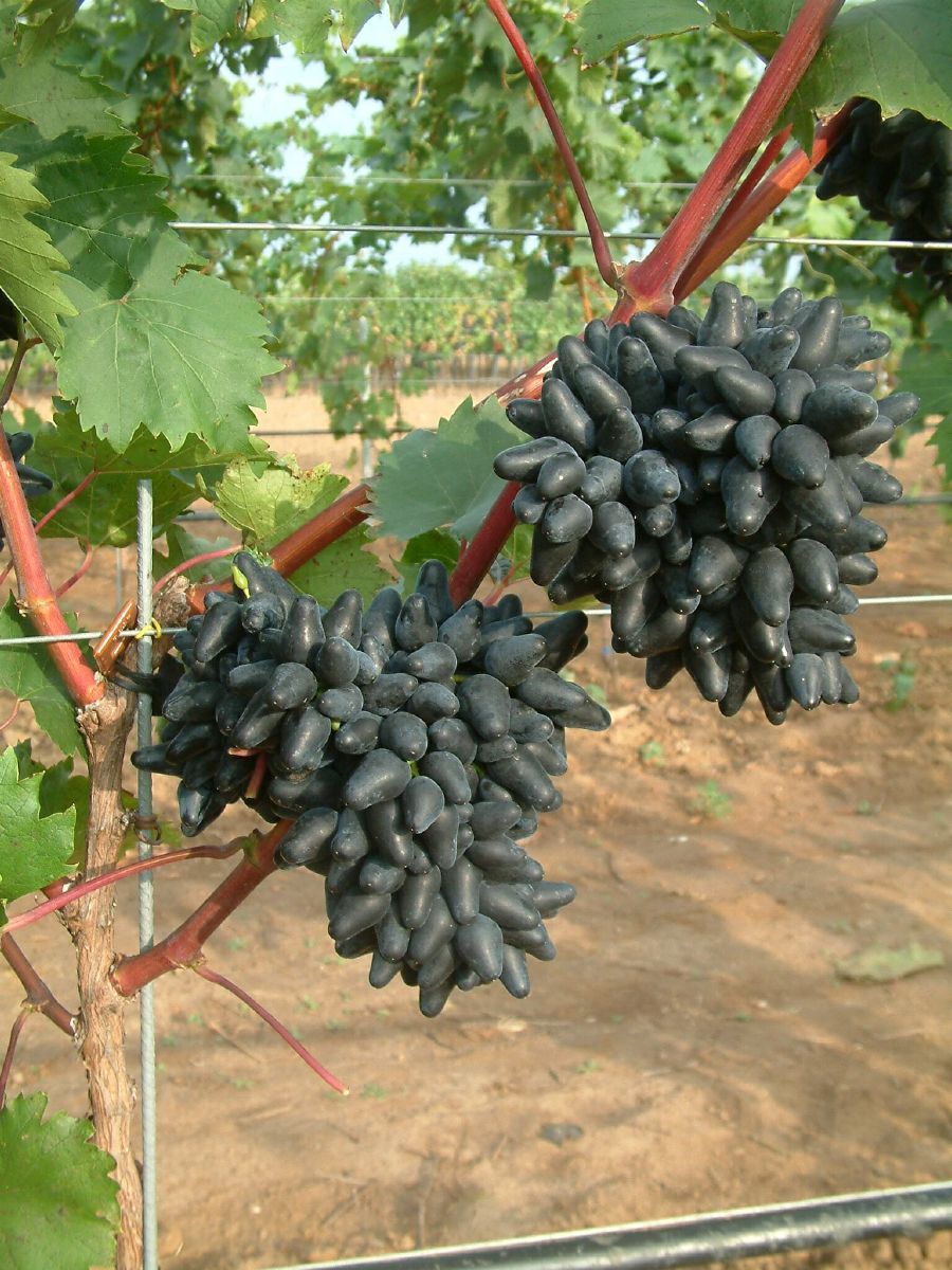 Philipp Hausgartenrebe (anspruchslos) Philipp Hausgartenrebe (anspruchslos)