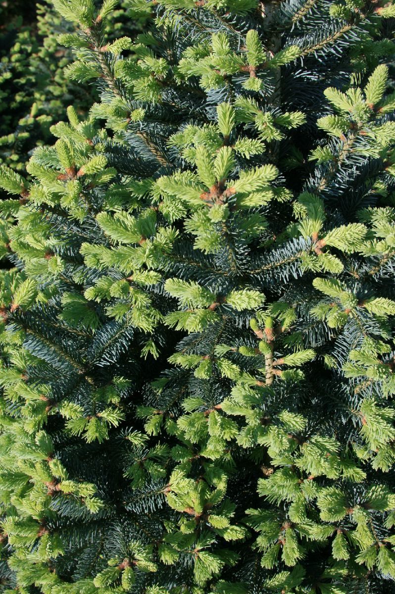 Felsengebirgstanne Compacta Felsengebirgstanne Compacta