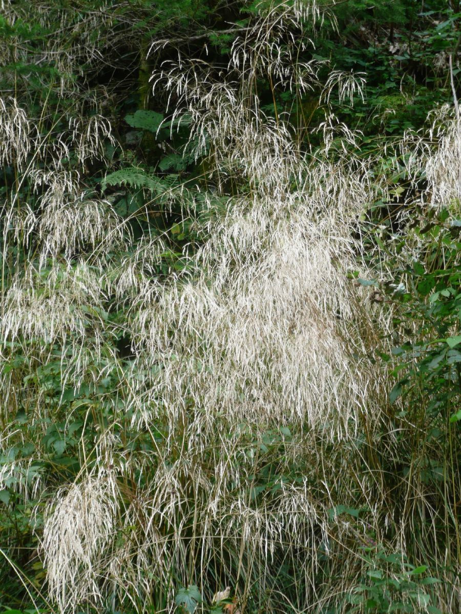 Waldschmiele, Rasenschmiele Waldschmiele, Rasenschmiele