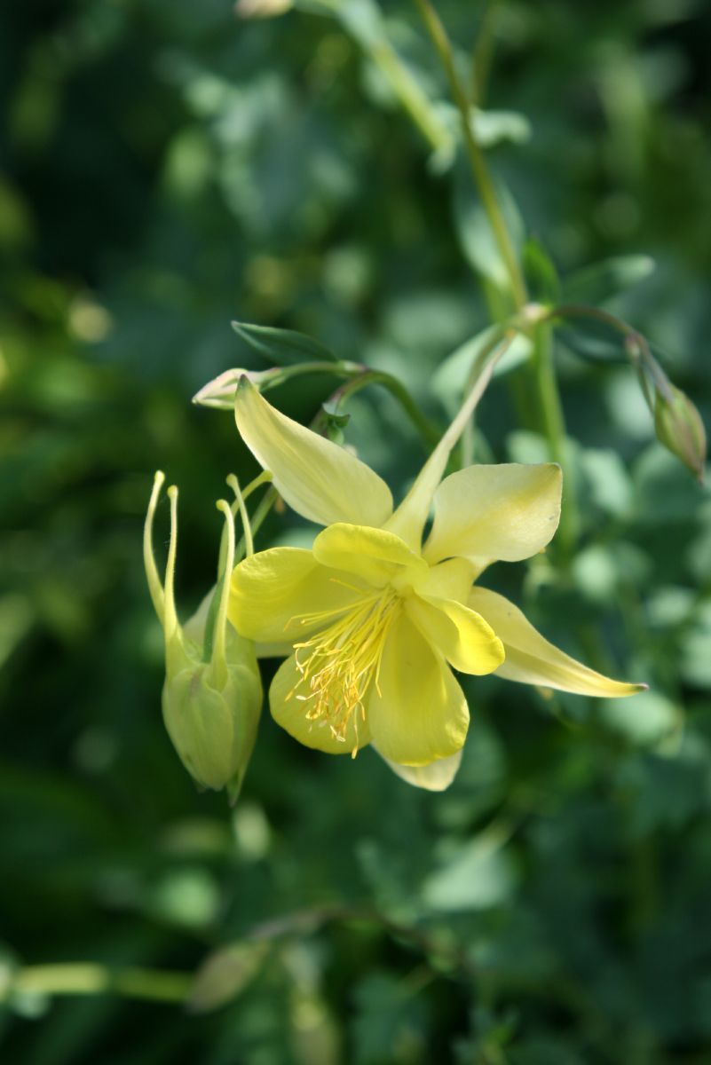 Goldakelei Yellow Queen