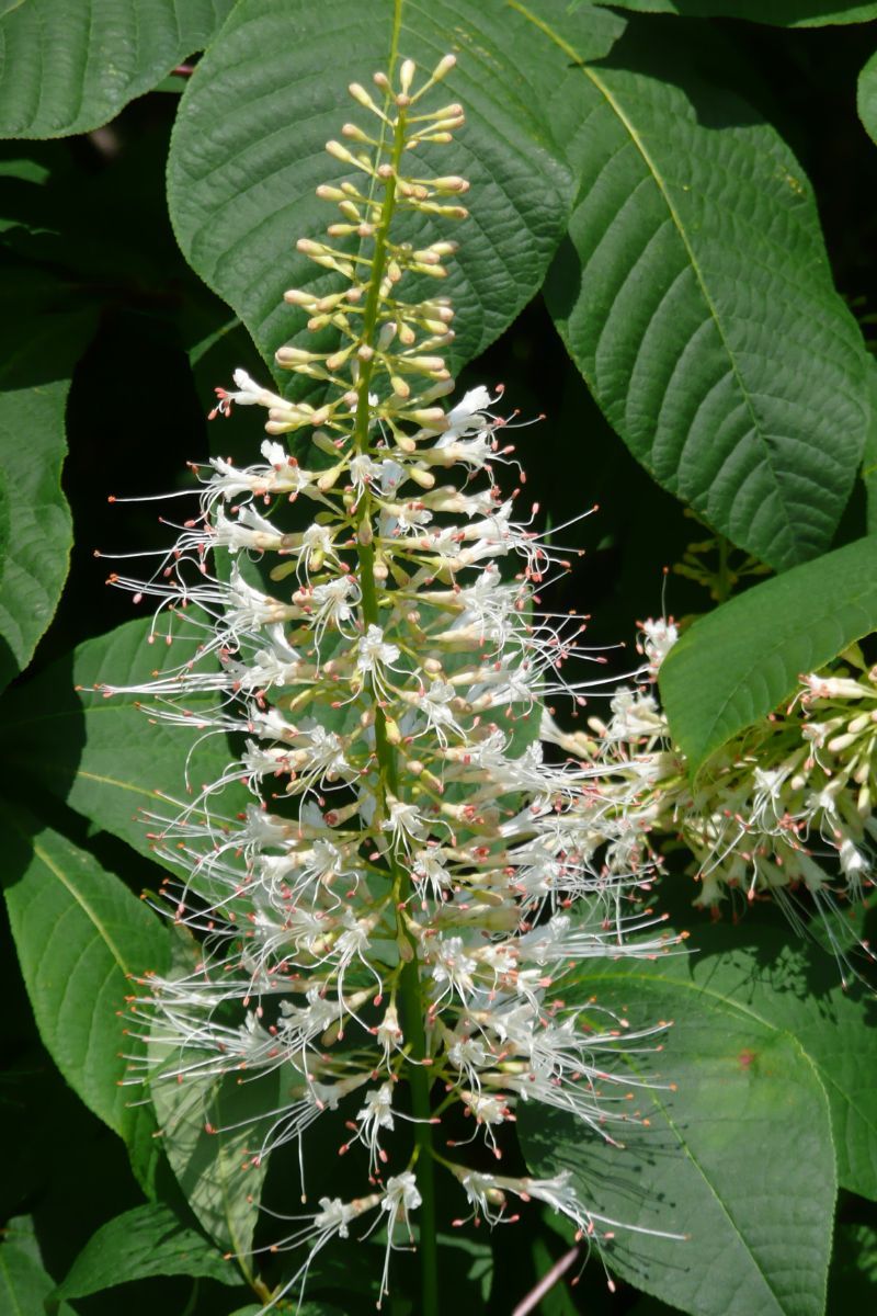 Strauchkastanie Strauchkastanie