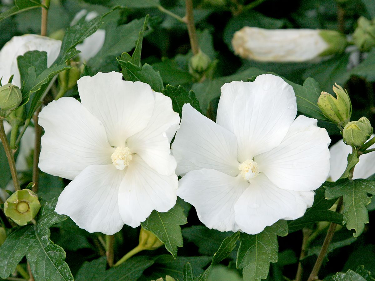 Hibiskus William R. Smith Hibiskus William R. Smith