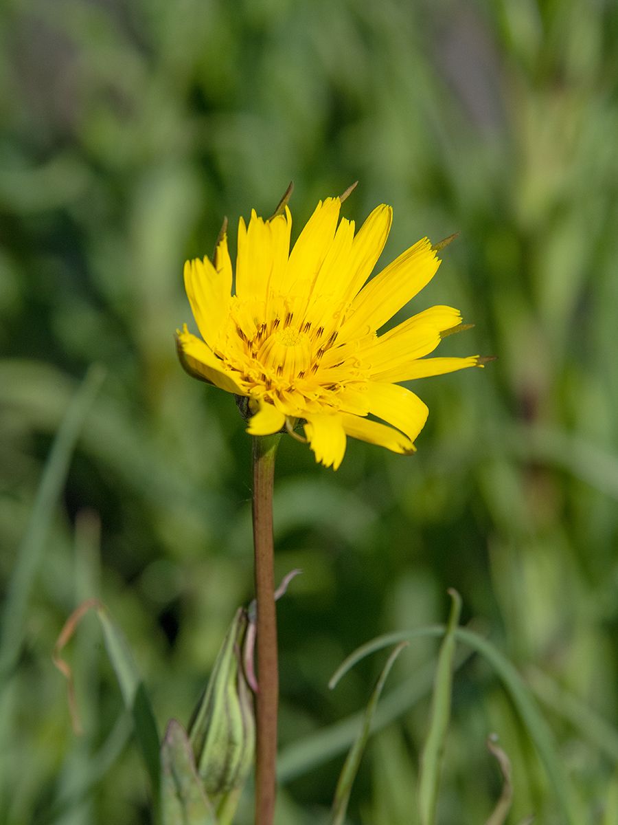 Östlicher Wiesenbocksbart