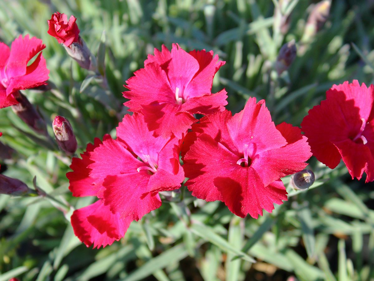 Pfingstnelke Badenia