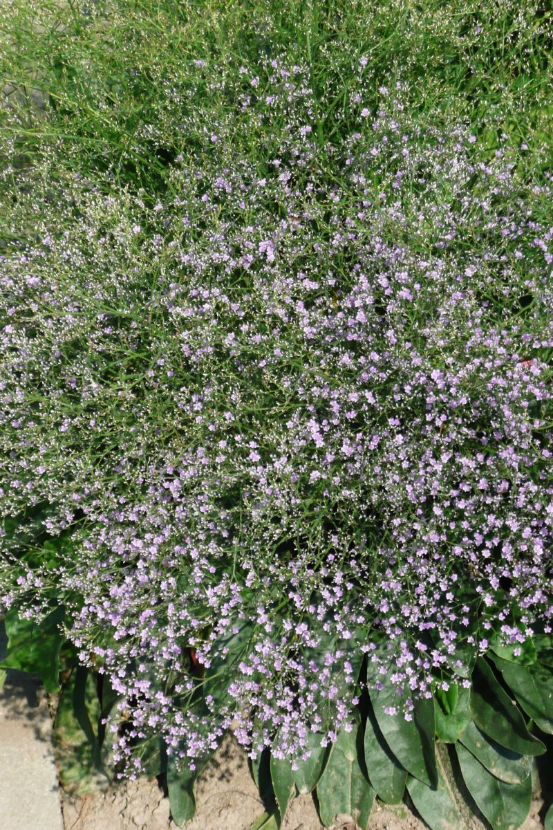 Statice, Strandflieder, Steppenschleier Statice, Strandflieder, Steppenschleier