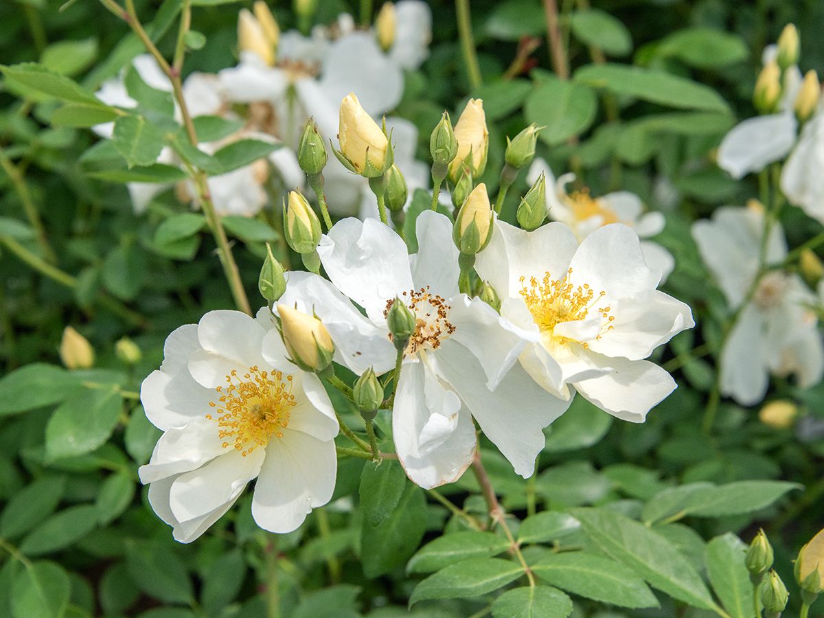 Elisabeth Oberle Strauchrose