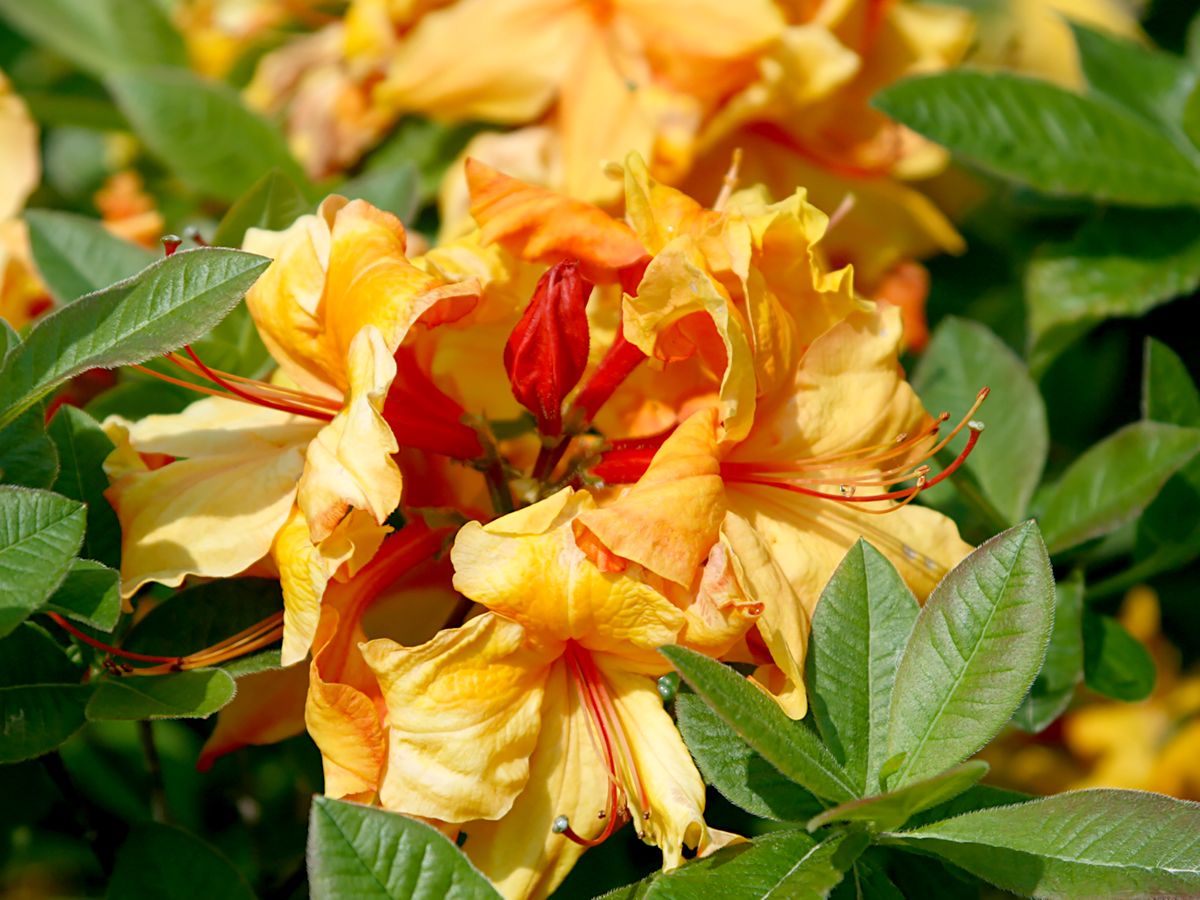 Azalee Sun Nectarine