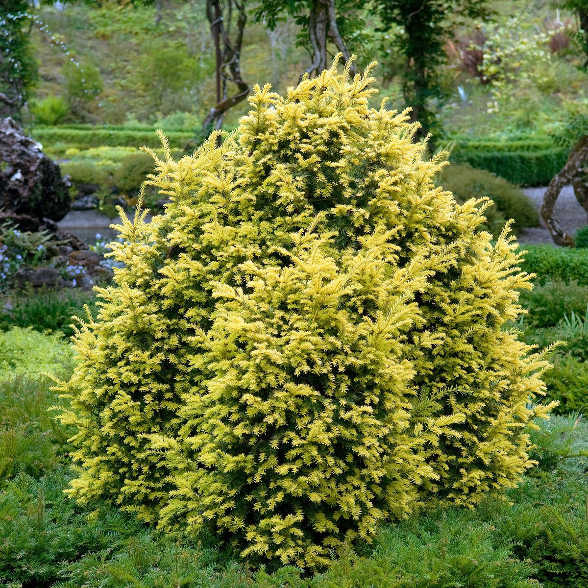 Goldeibe Semperaurea