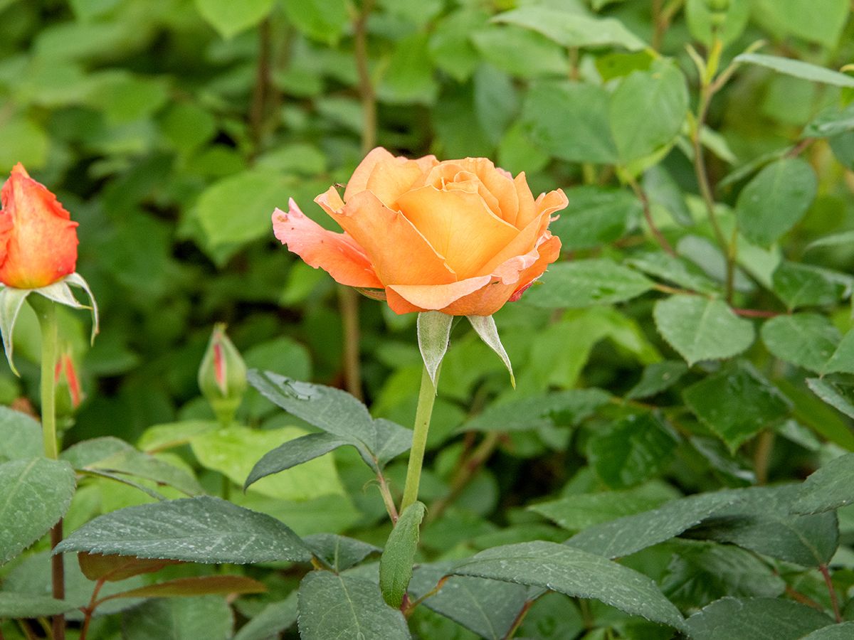 Tea Time® Edelrose (Teehybride, leichter Duft)