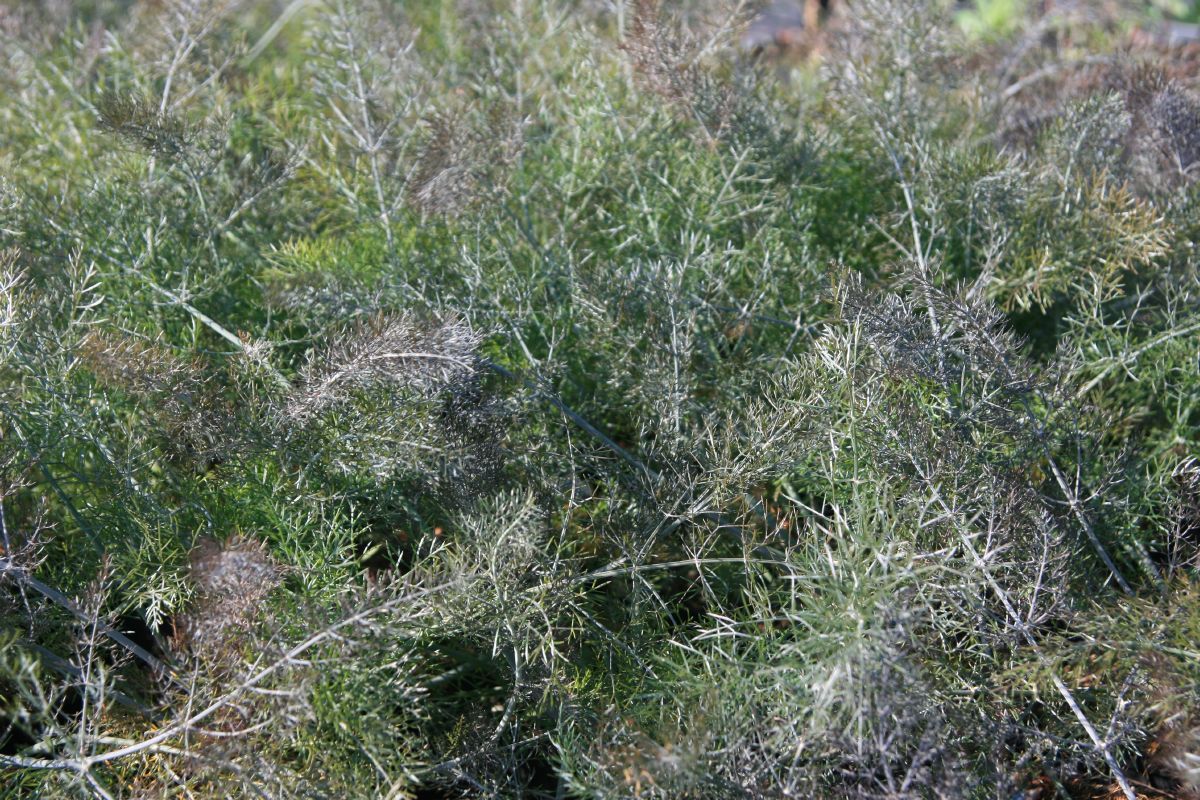 Purpurner Gewürzfenchel Rubrum