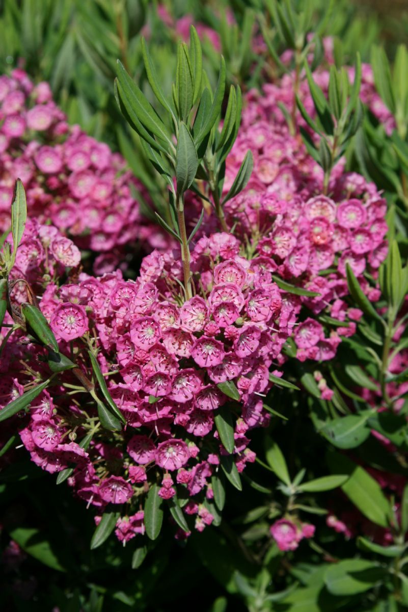 Schmalblättrige Lorbeerrose Rubra