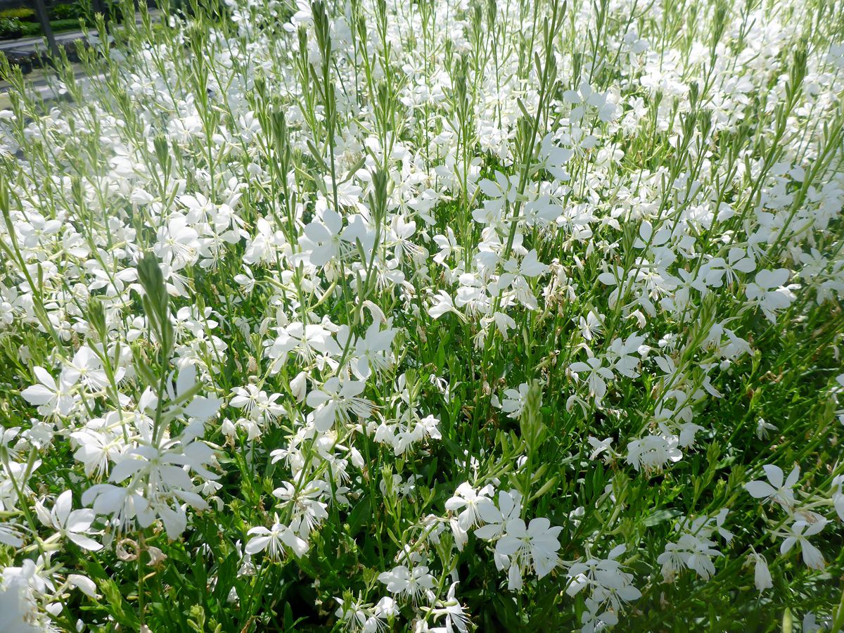 Prachtkerze Snowbird Prachtkerze Snowbird