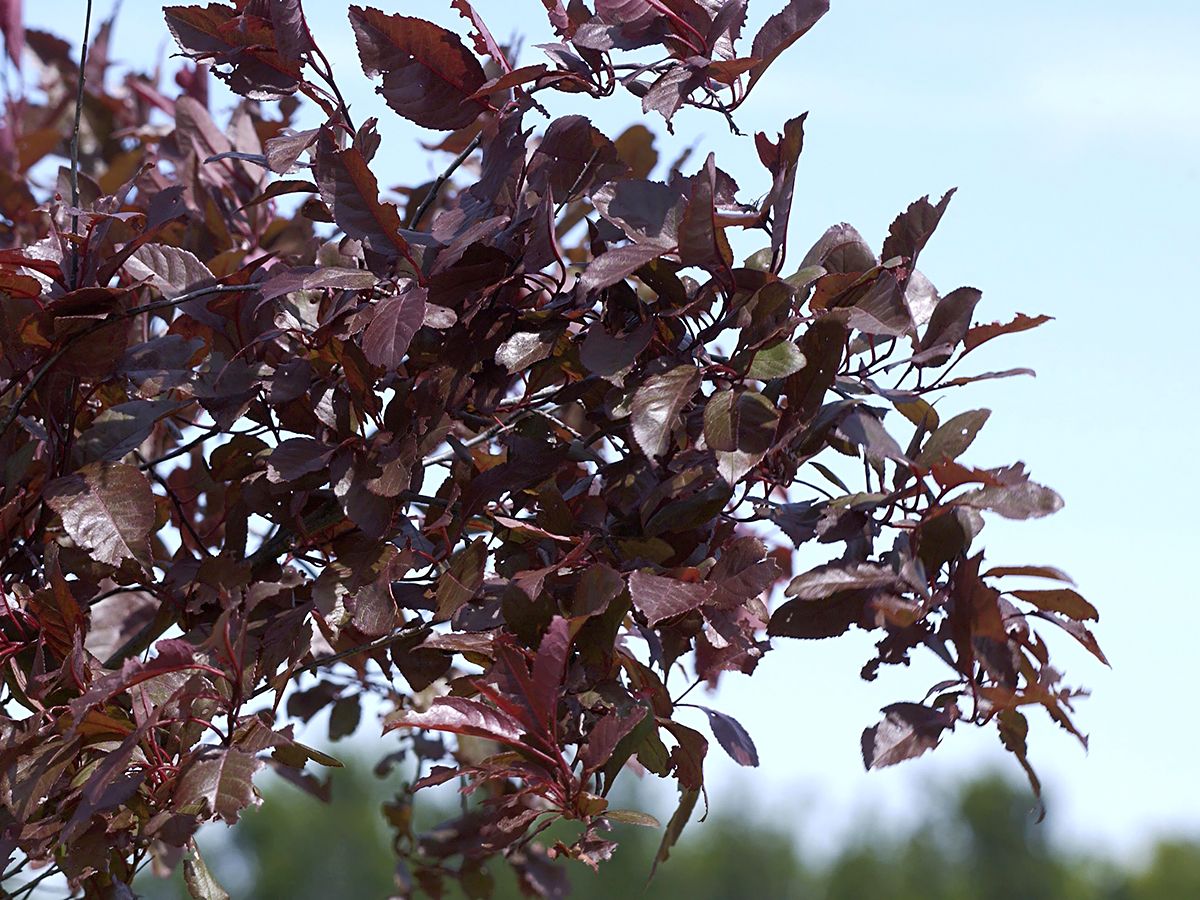 Zwergblutpflaume Zwergblutpflaume