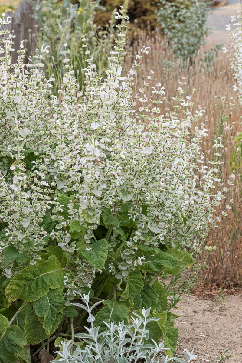 Muskateller-Salbei Vatican White