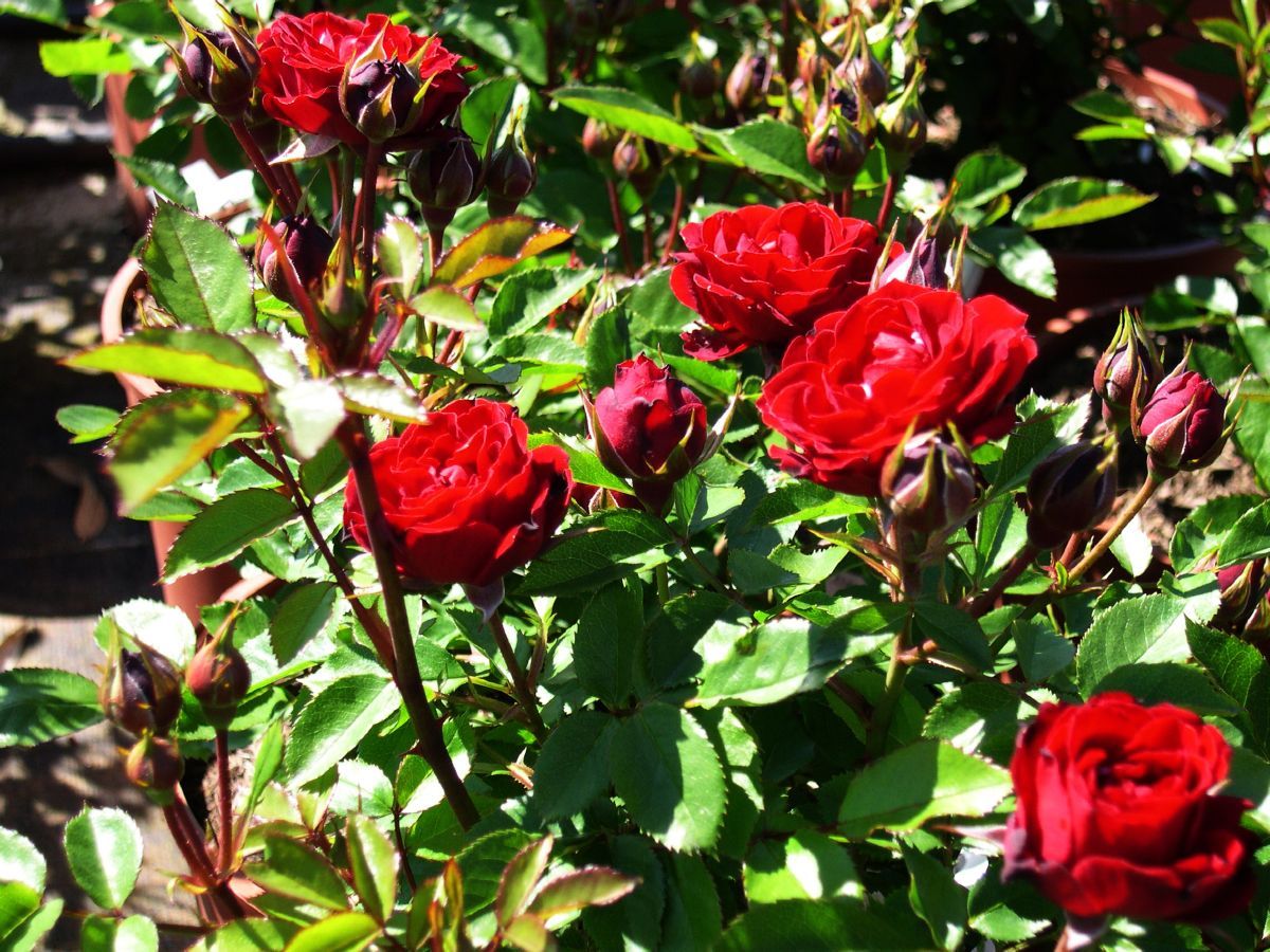 Prince Meillandina® Zwergrose Prince Meillandina® Zwergrose