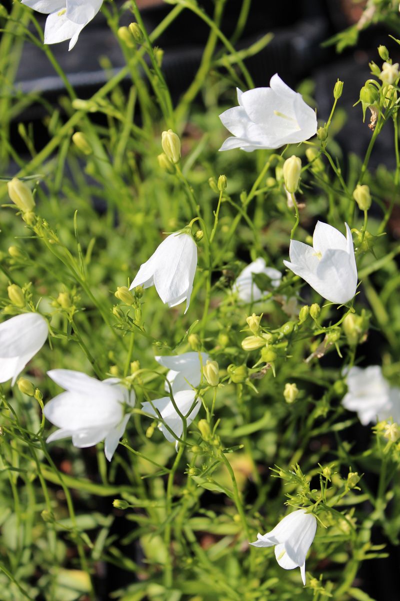 Rundblättrige Glockenblume White Gem