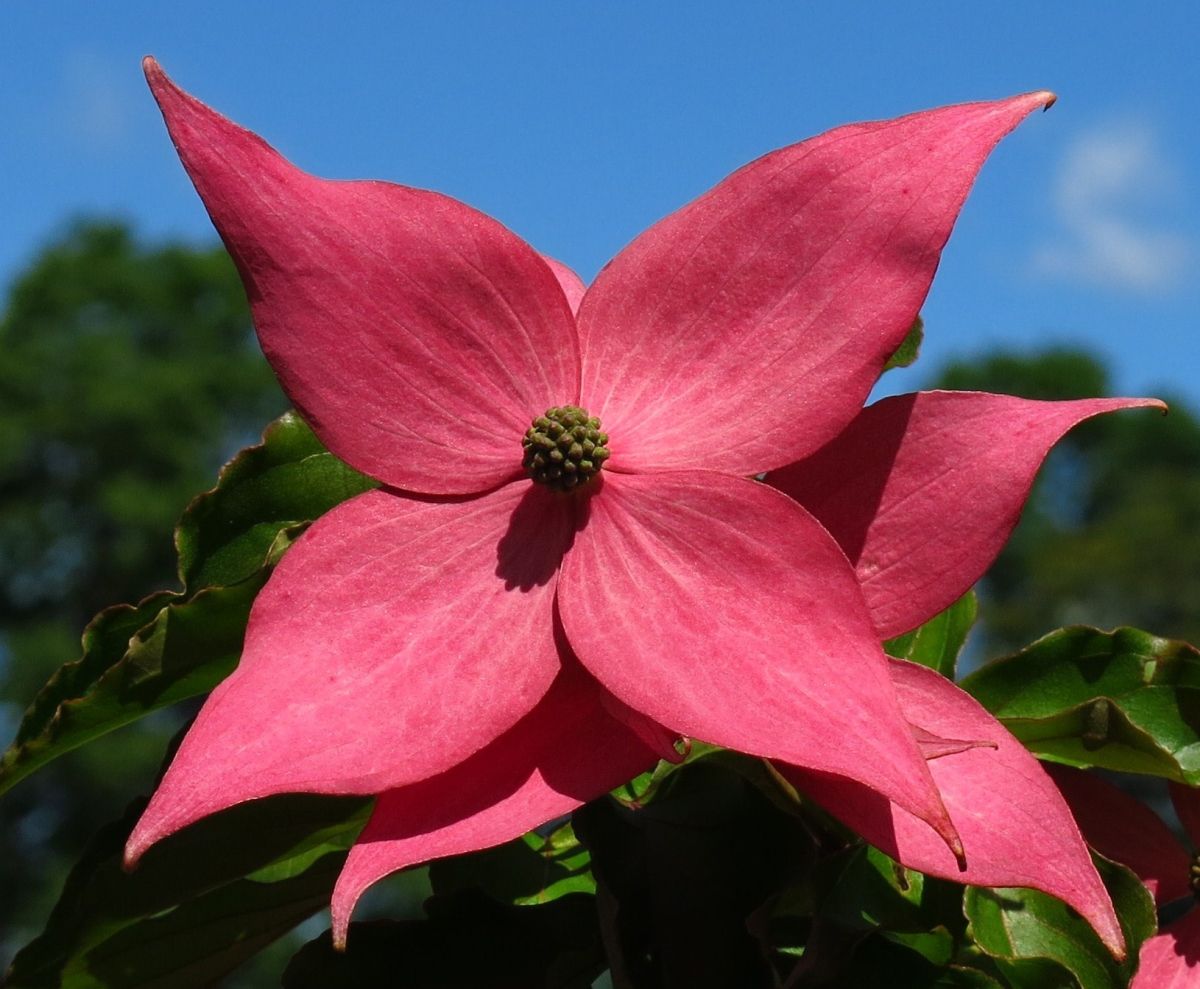 Blumenhartriegel Scarlet Fire®