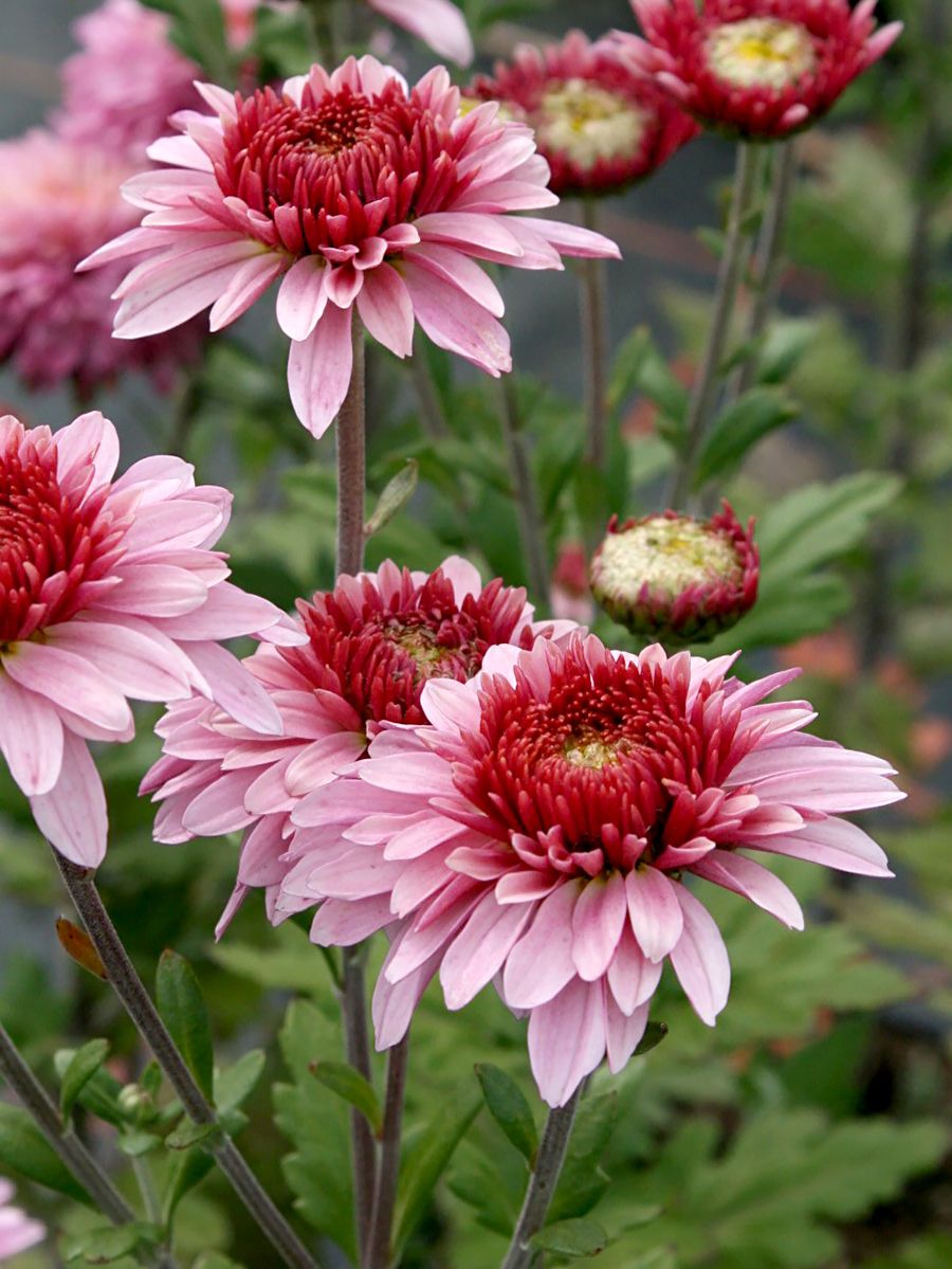 Winteraster Beppie Rose, Chrysanthemum (Indicum-Gruppe) Beppie Rose