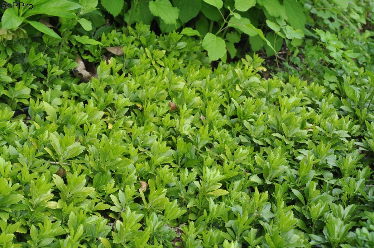 Ysander Green Carpet